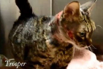 Burned cat rescued